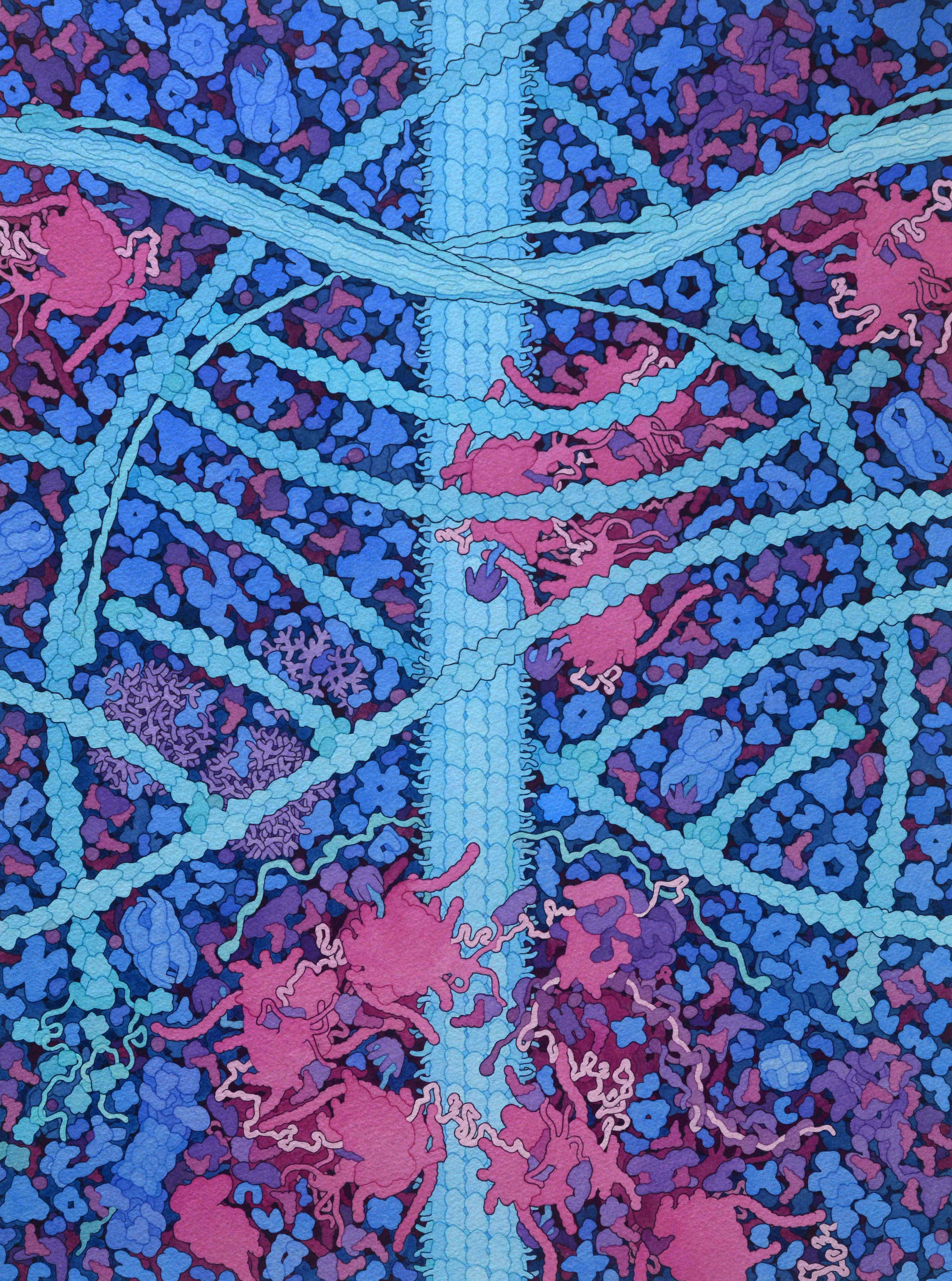 cytoskeleton image